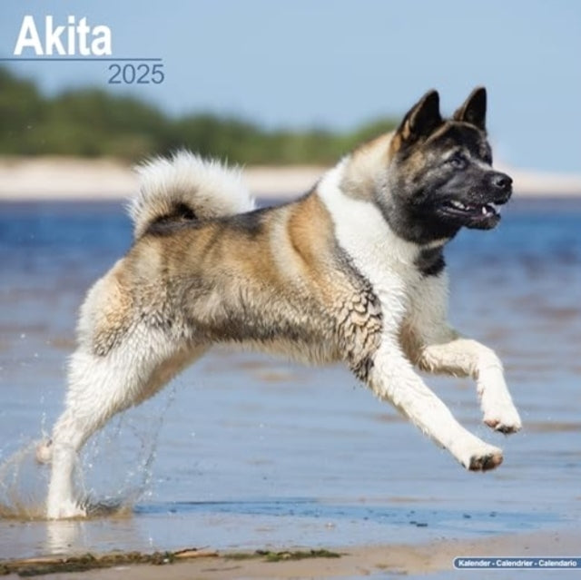 Akita Calendar 2025 Square Dog Breed Wall Calendar - 16 Mont