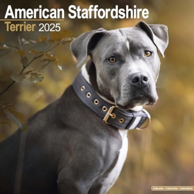 American Staffordshire Terrier Calendar 2025 Square Dog Bree