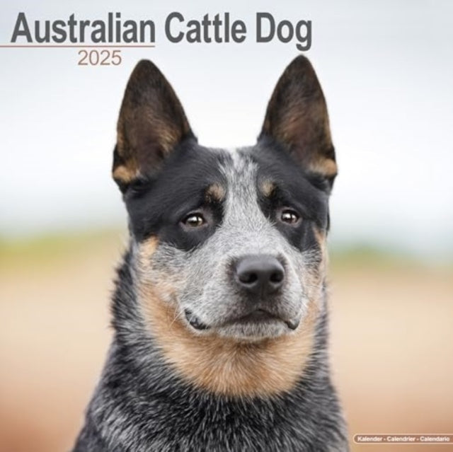 Australian Cattle Dog Calendar 2025 Square Dog Breed Wall Ca