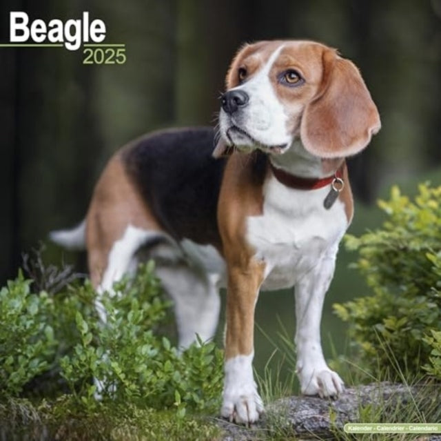 Beagle Calendar 2025 Square Dog Breed Wall Calendar - 16 Mon