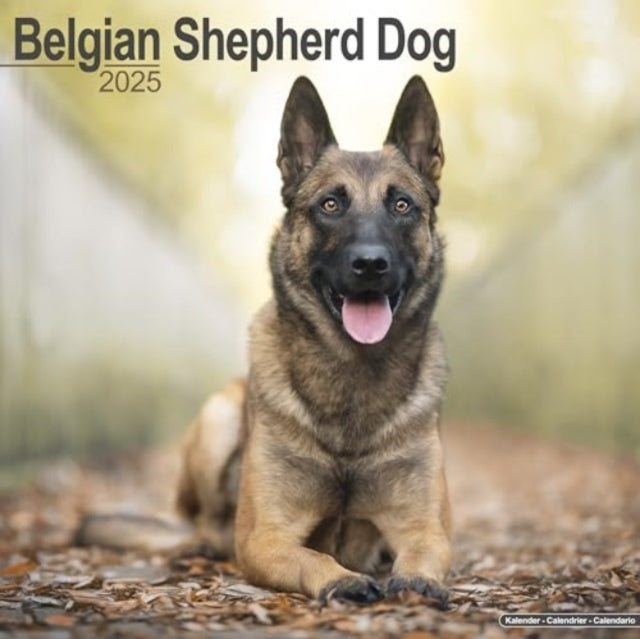 Belgian Shepherd Dog Calendar 2025 Square Dog Breed Wall Cal