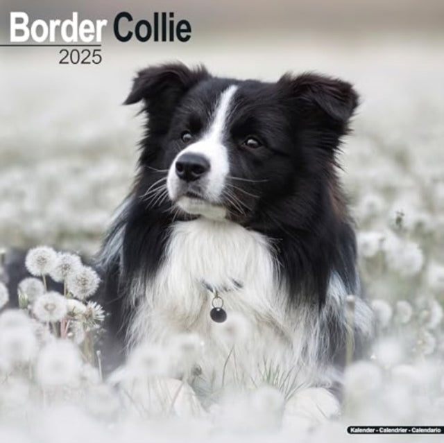 Border Collie Calendar 2025 Square Dog Breed Wall Calendar -