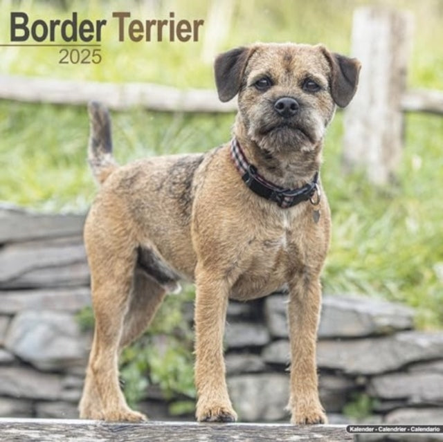 Border Terrier Calendar 2025 Square Dog Breed Wall Calendar