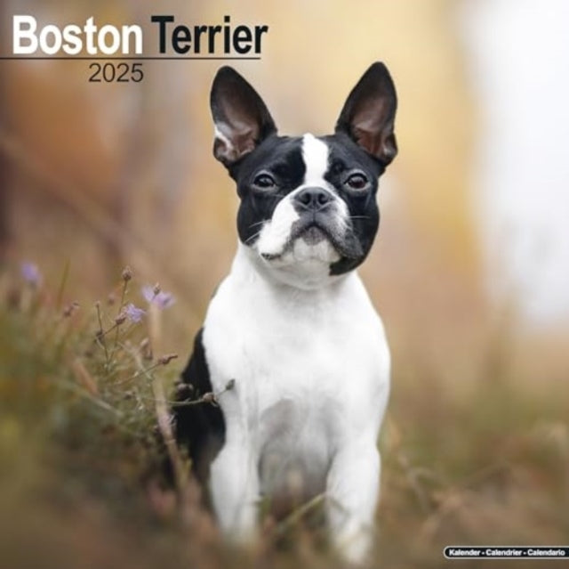 Boston Terrier Calendar 2025 Square Dog Breed Wall Calendar