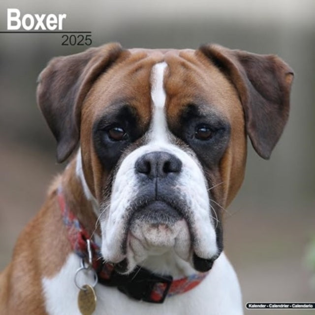 Boxer (Euro) Calendar 2025 Square Dog Breed Wall Calendar -