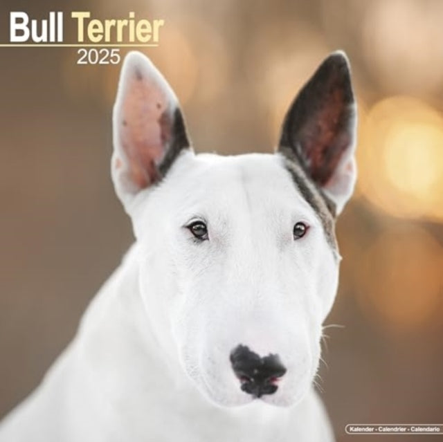 Bull Terrier Calendar 2025 Square Dog Breed Wall Calendar -
