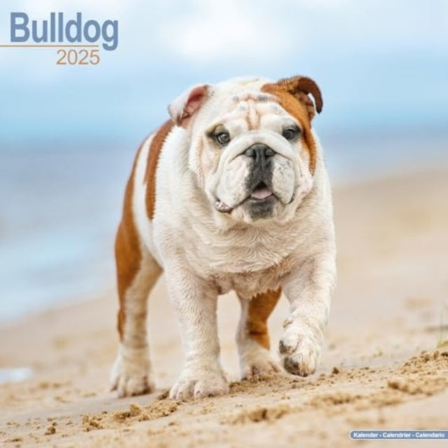 Bulldog Calendar 2025 Square Dog Breed Wall Calendar - 16 Mo