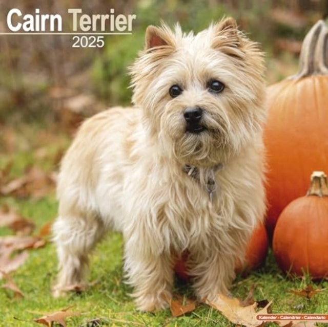 Cairn Terrier Calendar 2025 Square Dog Breed Wall Calendar -