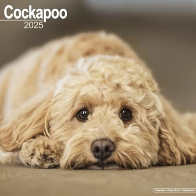 Cockapoo Calendar 2025 Square Dog Breed Wall Calendar - 16 M