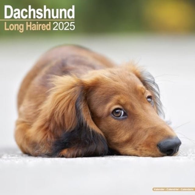 Longhaired Dachshund Calendar 2025 Square Dog Breed Wall Cal
