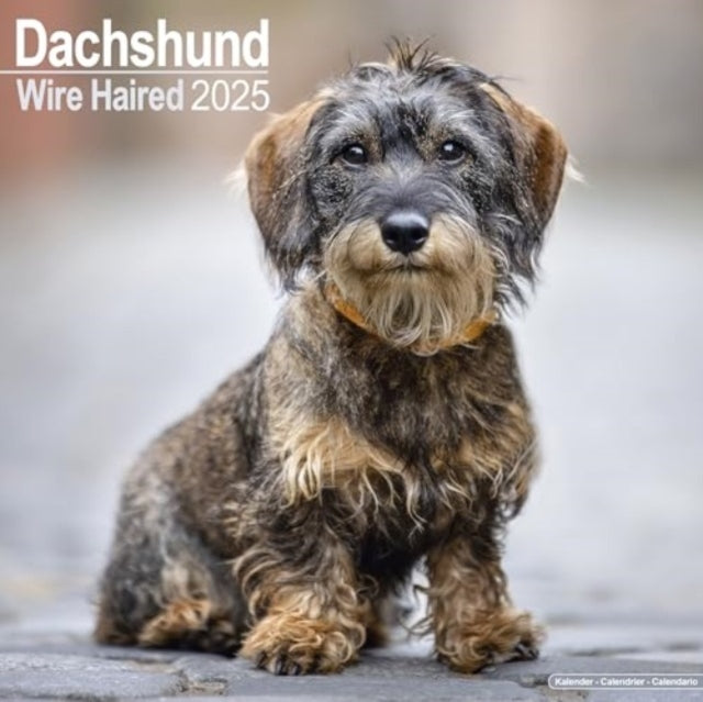 Wirehaired Dachshund Calendar 2025 Square Dog Breed Wall Cal