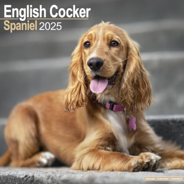English Cocker Spaniel Calendar 2025 Square Dog Breed Wall C