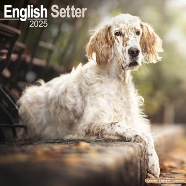 English Setter Calendar 2025 Square Dog Breed Wall Calendar