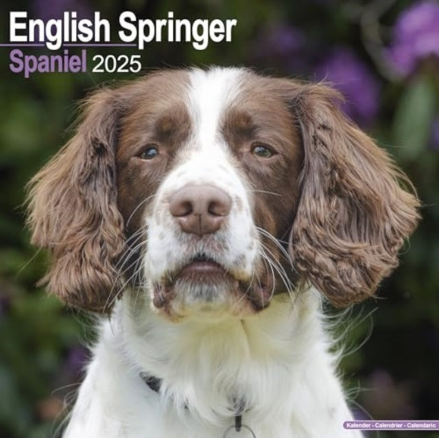 English Springer Spaniel (Euro) Calendar 2025 Square Dog Bre