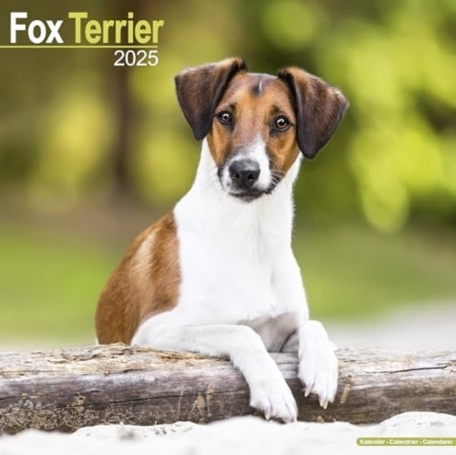 Fox Terrier Calendar 2025 Square Dog Breed Wall Calendar - 1