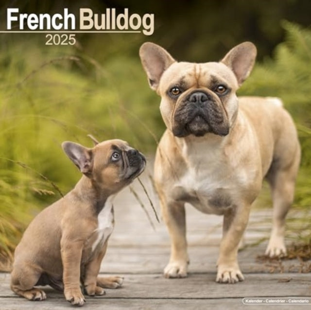 French Bulldog Calendar 2025 Square Dog Breed Wall Calendar