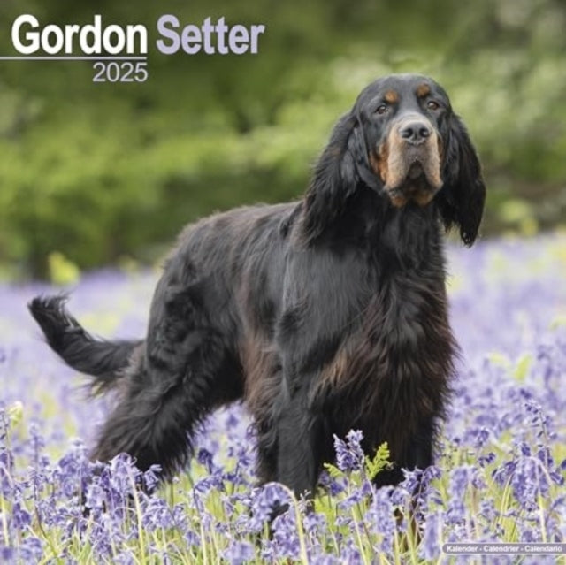 Gordon Setter Calendar 2025 Square Dog Breed Wall Calendar -