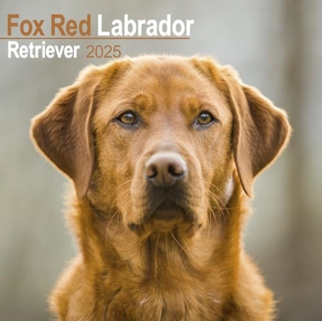 Fox Red Labrador Retriever Calendar 2025 Square Dog Breed Wa