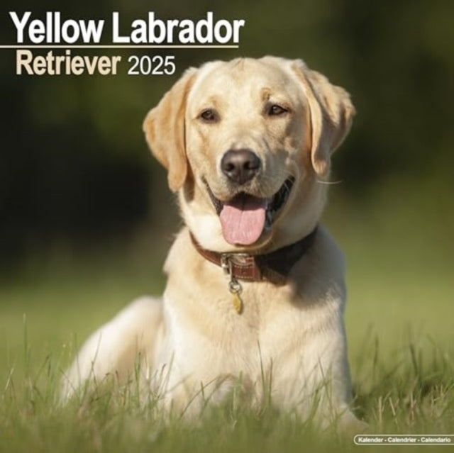 Labrador Retriever (Yellow) Calendar 2025 Square Dog Breed W
