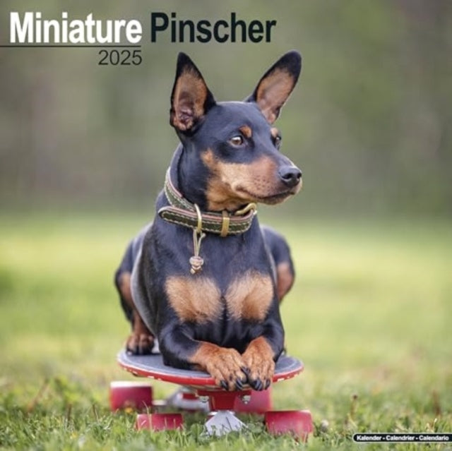 Miniature Pinscher Calendar 2025 Square Dog Breed Wall Calen