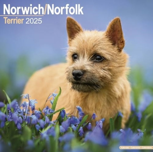 Norwich/Norfolk Terrier Calendar 2025 Square Dog Breed Wall