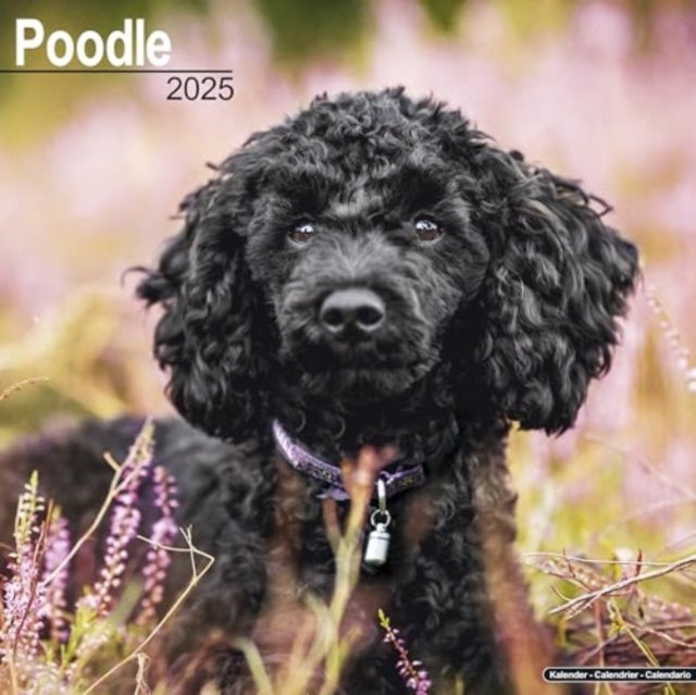 Poodle Calendar 2025 Square Dog Breed Wall Calendar - 16 Mon