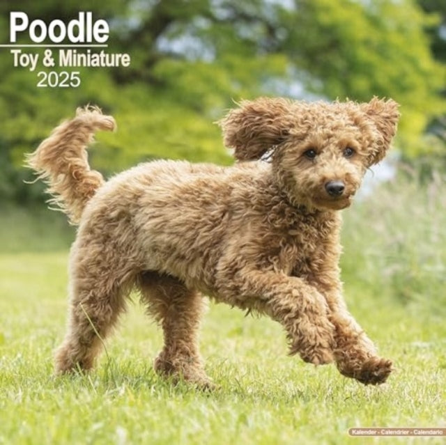 Poodle (Toy & Miniature) Calendar 2025 Square Dog Breed Wall