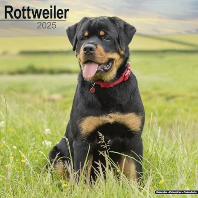 Rottweiler Calendar 2025 Square Dog Breed Wall Calendar - 16