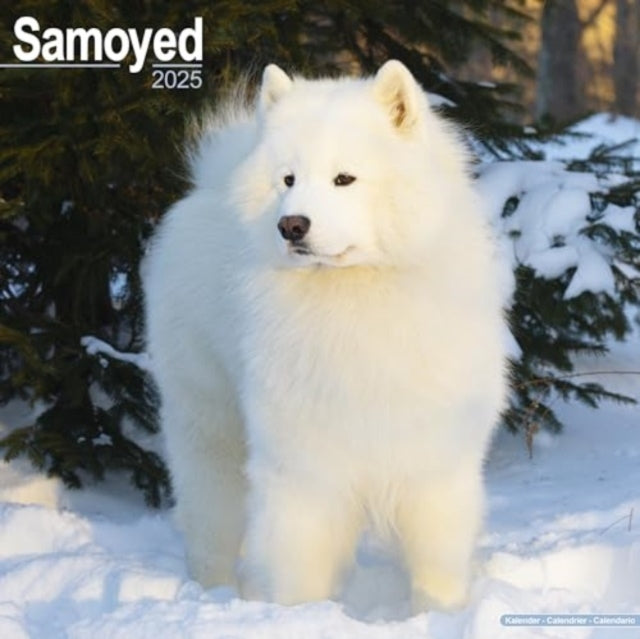 Samoyed Calendar 2025 Square Dog Breed Wall Calendar - 16 Mo