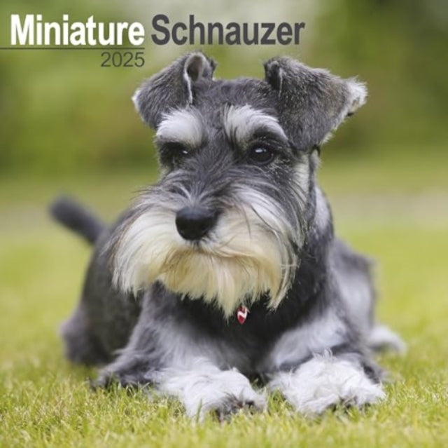 Schnauzer Miniature Calendar 2025 Square Dog Breed Wall Cale
