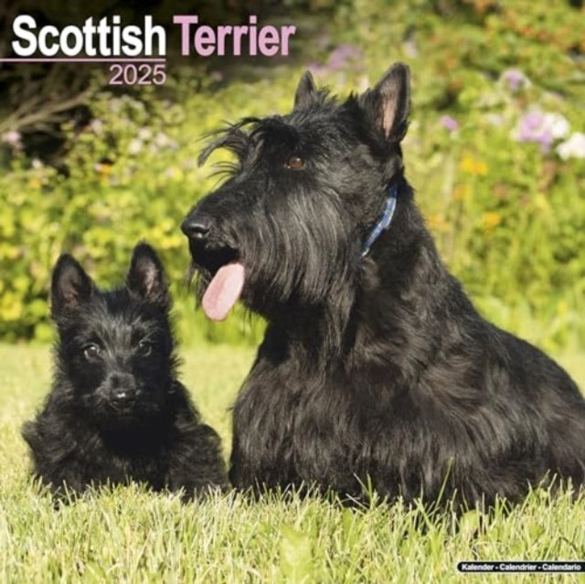 Scottish Terrier Calendar 2025 Square Dog Breed Wall Calenda