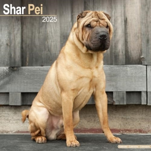 Shar Pei Calendar 2025 Square Dog Breed Wall Calendar - 16 M