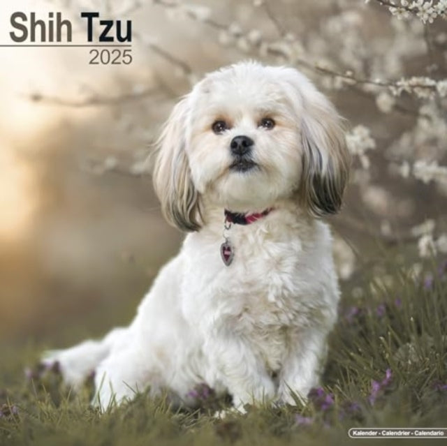 Shih Tzu Calendar 2025 Square Dog Breed Wall Calendar - 16 M