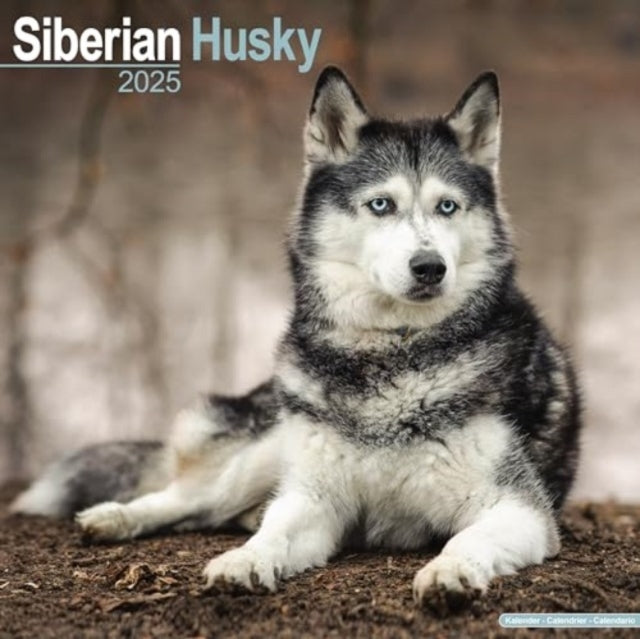 Siberian Husky Calendar 2025 Square Dog Breed Wall Calendar