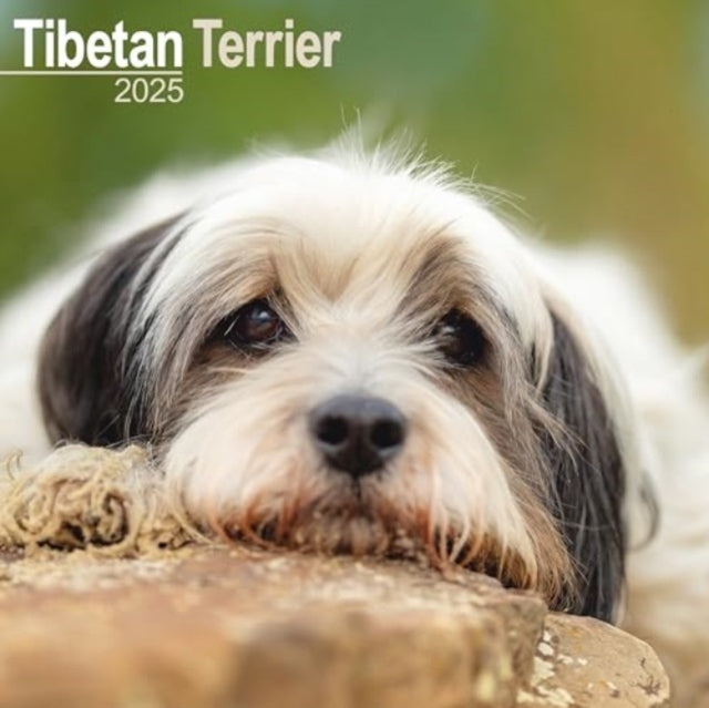 Tibetan Terrier Calendar 2025 Square Dog Breed Wall Calendar