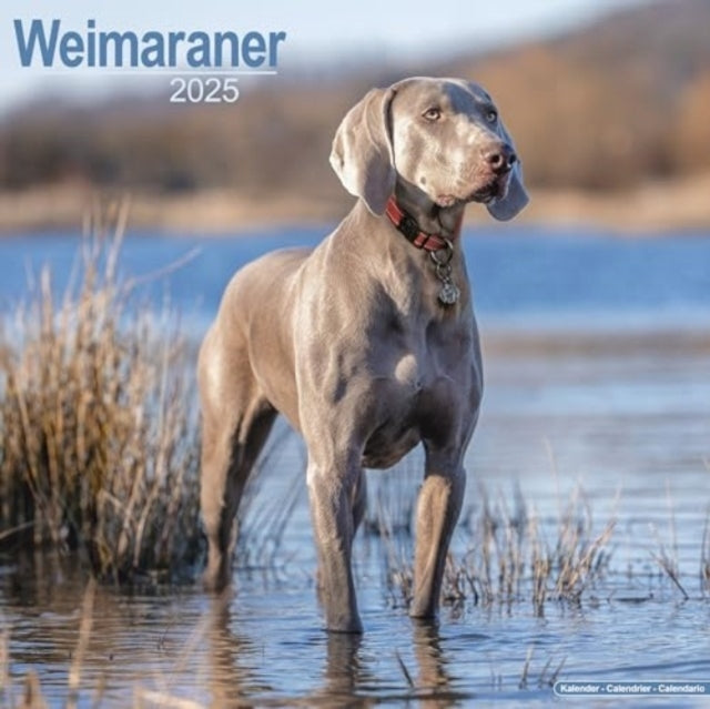 Weimaraner Calendar 2025 Square Dog Breed Wall Calendar - 16