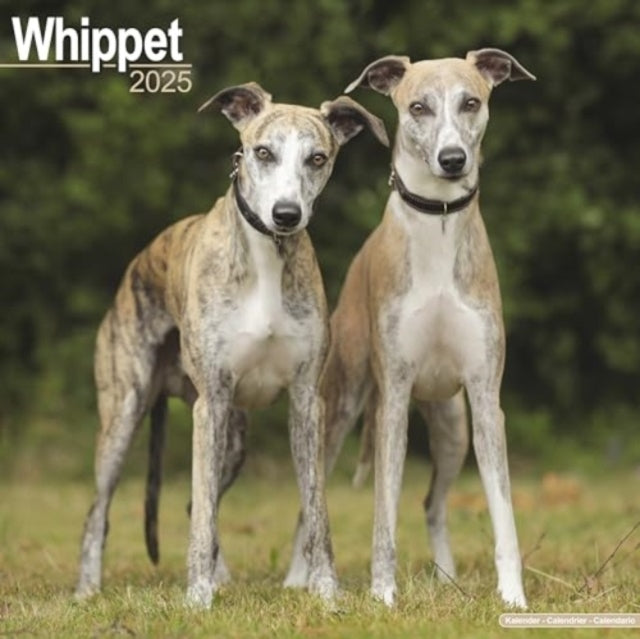 Whippet Calendar 2025 Square Dog Breed Wall Calendar - 16 Mo