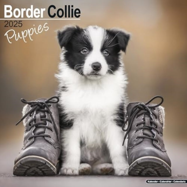 Border Collie Puppies Calendar 2025 Square Dog Puppy Breed W