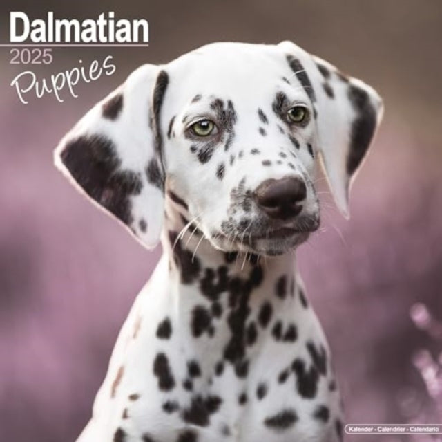 Dalmatian Puppies Calendar 2025 Square Dog Puppy Breed Wall