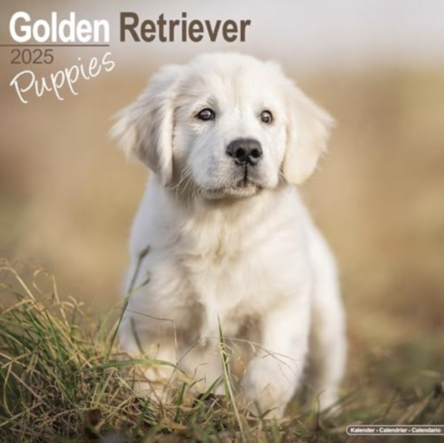 Golden Retriever Puppies Calendar 2025 Square Dog Puppy Bree