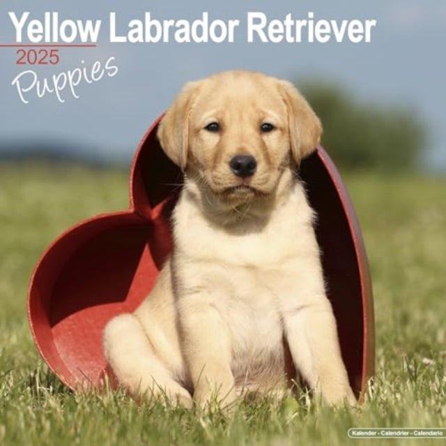 Yellow Labrador Puppies Calendar 2025 Square Dog Puppy Breed