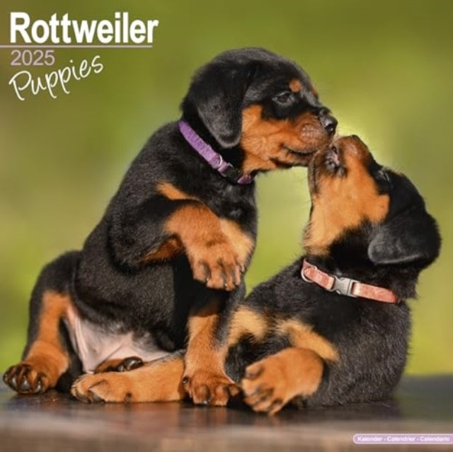 Rottweiler Puppies Calendar 2025 Square Dog Puppy Breed Wall