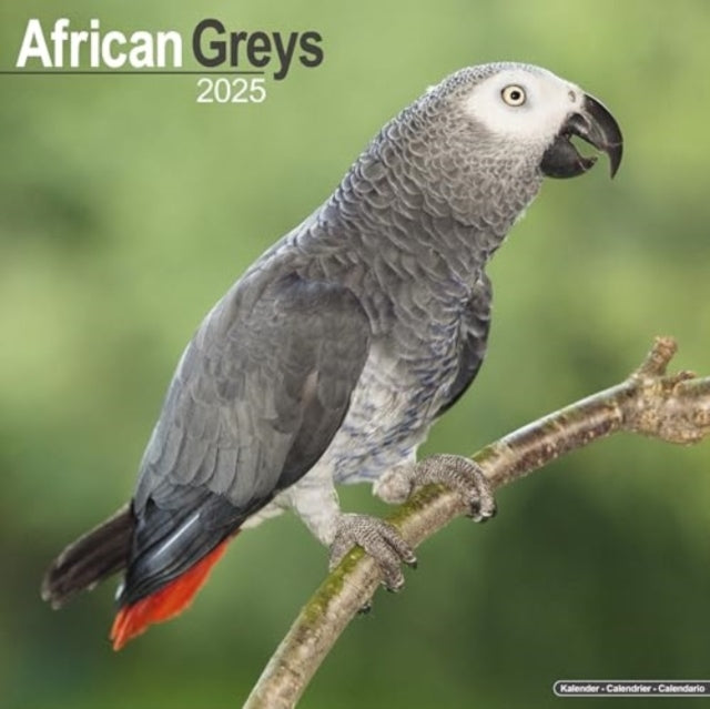 African Greys Calendar 2025 Square Bird Wall Calendar - 16 M
