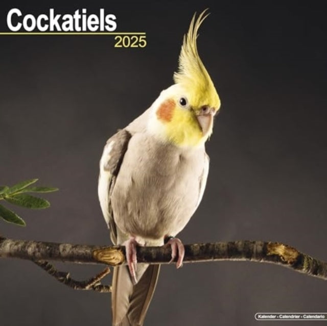 Cockatiels Calendar 2025 Square Bird Wall Calendar - 16 Mont
