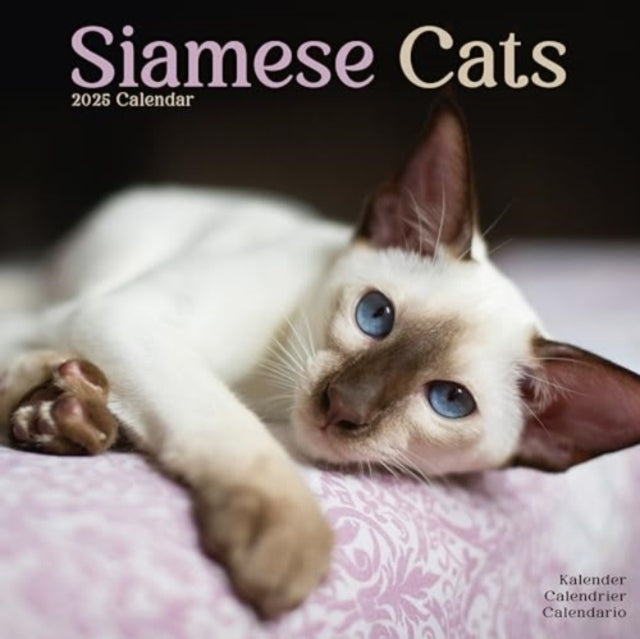 Cats - Siamese Calendar 2025 Square Cat Wall Calendar - 16 M