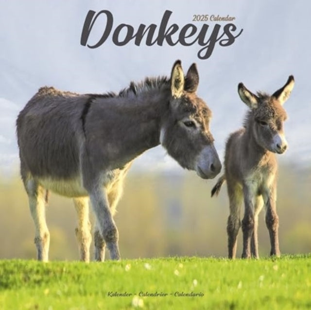 Donkeys Calendar 2025 Square Animal Wall Calendar - 16 Month
