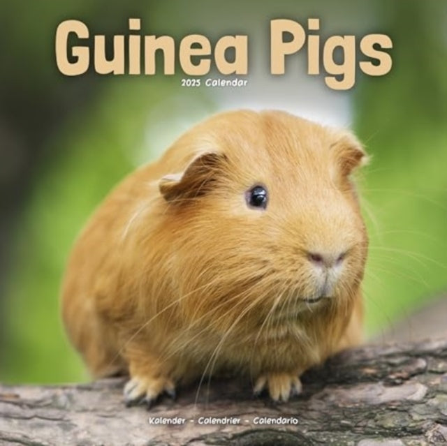 Guinea Pigs Calendar 2025 Square Animal Wall Calendar - 16 M