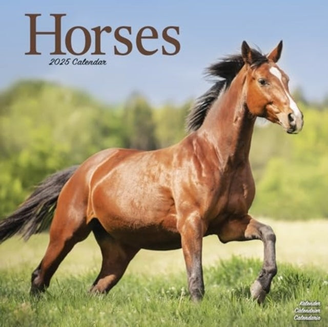 Horses Calendar 2025 Square Horses Wall Calendar - 16 Month