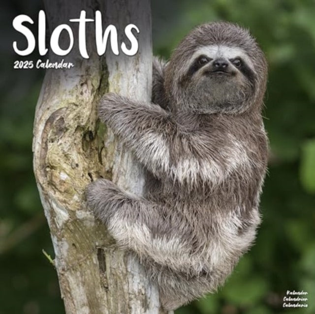 Sloths Calendar 2025 Square Animal Wall Calendar - 16 Month