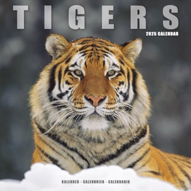 Tigers Calendar 2025 Square Wildlife Safari Big Cats Wall Ca